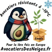 Avocatiers Des Neiges